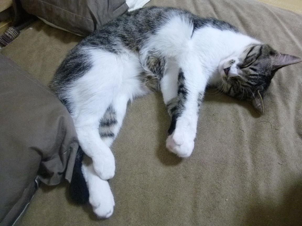 “胡利安·门德斯:阿根廷美洲狮队的脚法大师,未来无可限量”